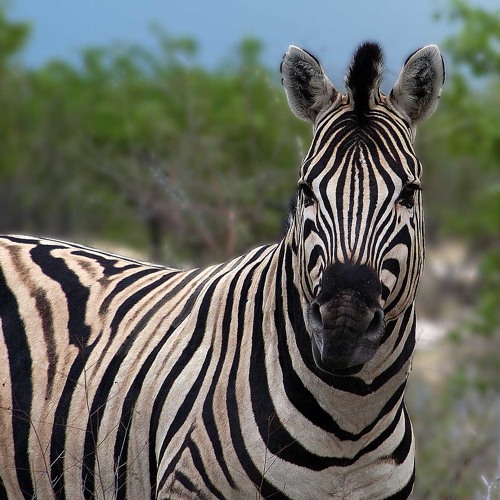 Crazy Zebra Mesa
