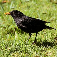 Blackbird song at Greenlink Box Hill