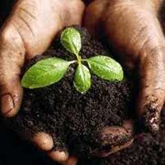 Let´s Grow - Ayala & Mariana Roots