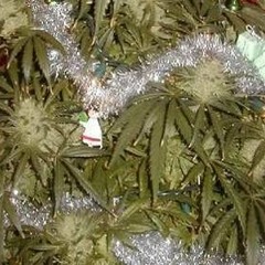 The Irie Yuletide Mix