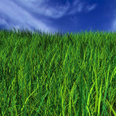 Green Grass Grows - Where No One Knows