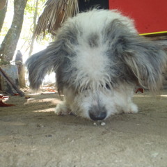 Squirrel's real name was Peanut