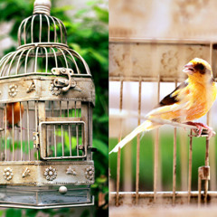 تطبيق الامتنان