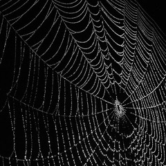 Web