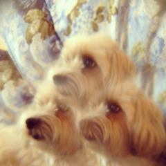 The fairest of the seasons - nico (guitar cover)