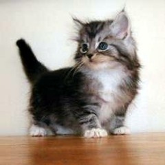 Electrostatic kitten (incomplete song)