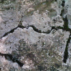 Painting a Mammoth on the Wall of the Cave