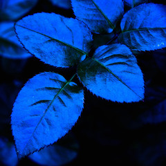 BlueForest