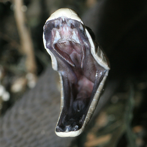 Black Mamba