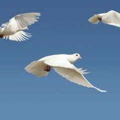 ينوحن لى حماماتن