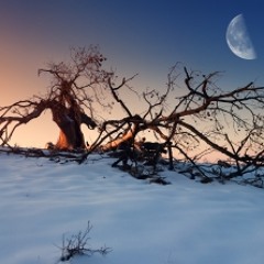 Snowfall by Night_finall version