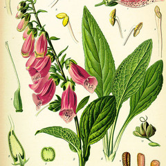 INBN - WHOOP WHOOP WHOOP WHOOP