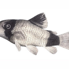 CATS ON DRUGS - CAT TEASE ONE