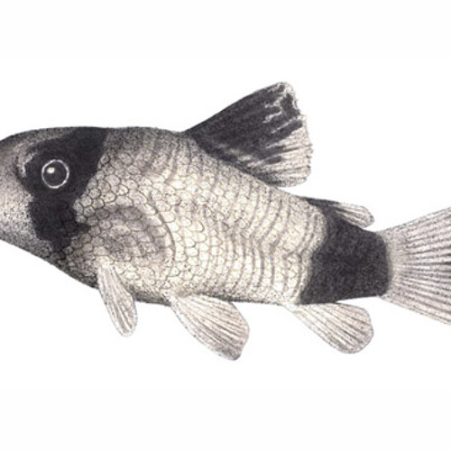 CATS ON DRUGS - CAT TEASE ONE