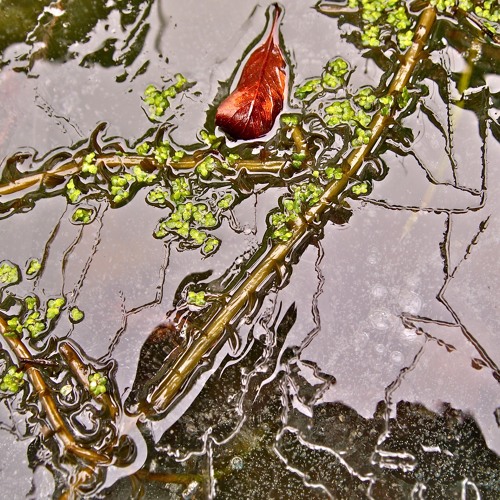Looking At The Fish In The Pond Of The Painted House
