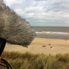 Grey Seals On Horsey Beach