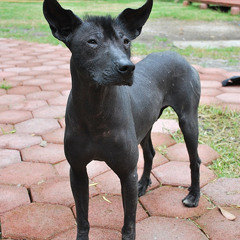 Noala Guerra • Las Perritas