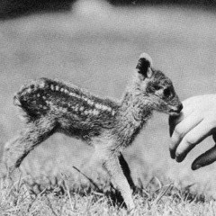 karl ray- Bad delivery