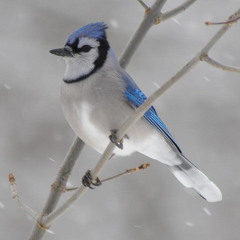 115 (feat.) John Mayor