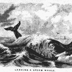 The Humpback Whale (Ballina Whalers)