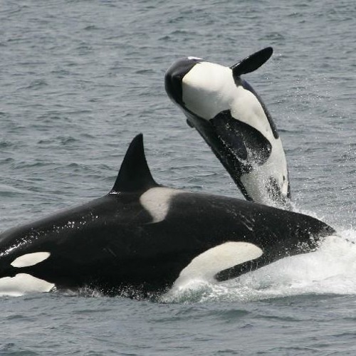 Lines on my Face... A  Peter Frampton cover...