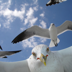 Labrinth feat. Tinie Tempah & Birdy Nam Nam - Goin' IN Earthquake (Northern Seagull Mash-Up)
