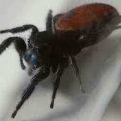 Nefertiti the Spidernaut