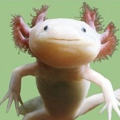 Axolotl - MIDI 0