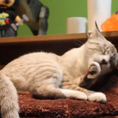 Café con Lou Main theme - TheJackpot (FREE DOWNLOAD)