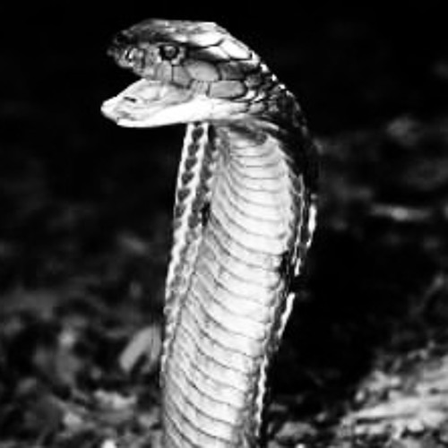 Snake's Dance