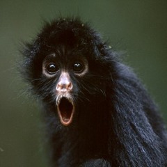 Little Monkey (demo)