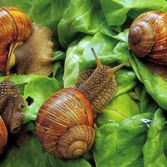 Pick & Paya - Goodbye Mongetta