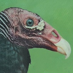 They Will Kill Us All - Sirens