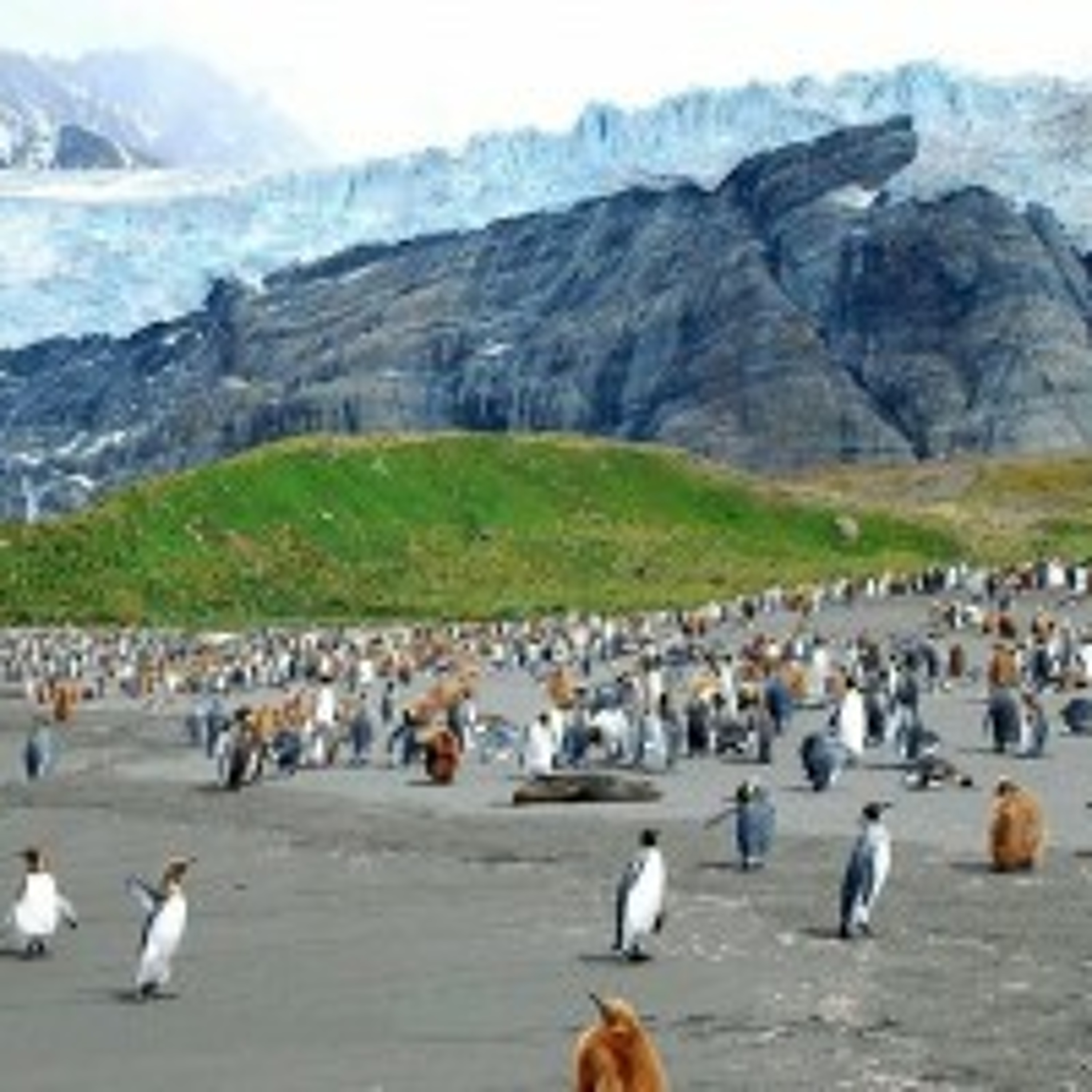 Scientists Mobilize to Eradicate Island's Rats