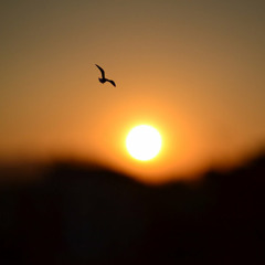 Wavelength - What You Can't Have (Merdz Remix)