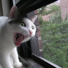 Sputnik Kaputnik & the Cherry Mashers