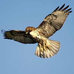 The Sparrow And The Hawk