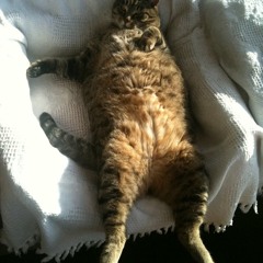 Baci and ForeverGreen - Chilling With Cats