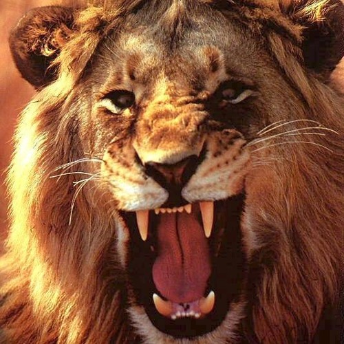 Listen to Lion Roar Sound Effect by My Intentional Success in lion playlist  online for free on SoundCloud