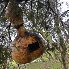 Sounds of My Yard Wrens & Doves