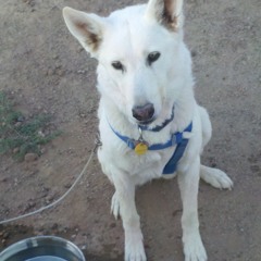 Stella-Wolf Dog Howl