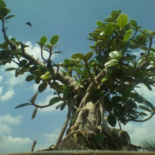 Tanhaai by Lucky Ali