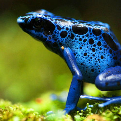 Bad to the Bone - Frog (Original Mix)