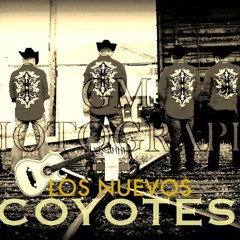 coyotes