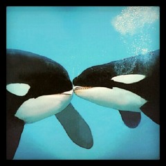 Orka