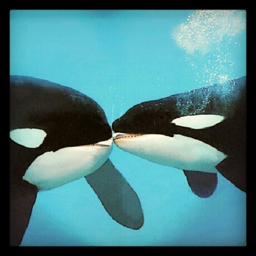 Orka