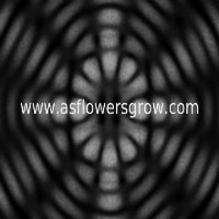 noel gallagher mata três