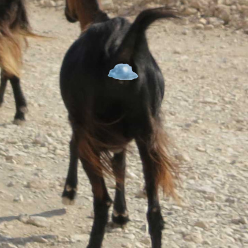 UFO Up The Goat Ass