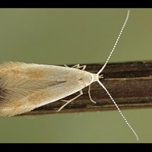 Coleophora Limosipennella
