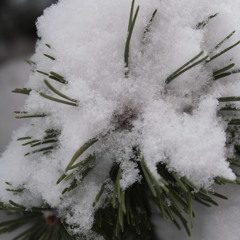 Have Yourself a Merry Little Christmas